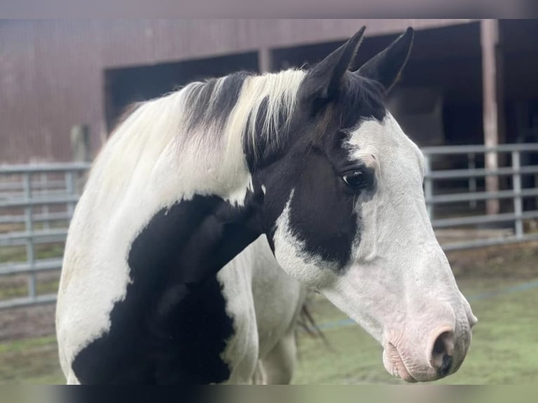American Paint Horse Castrone 8 Anni 163 cm Tovero-tutti i colori in Crœttwiller