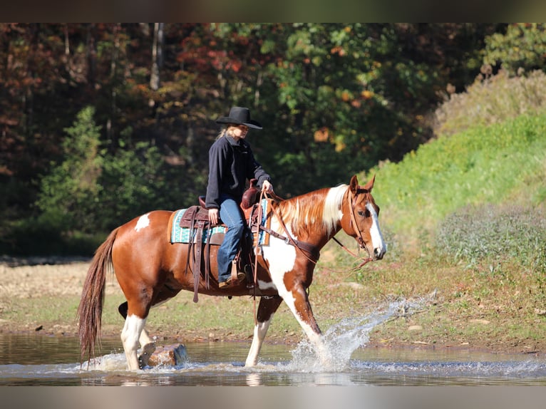 American Paint Horse Castrone 8 Anni 168 cm Pezzato in Morriston