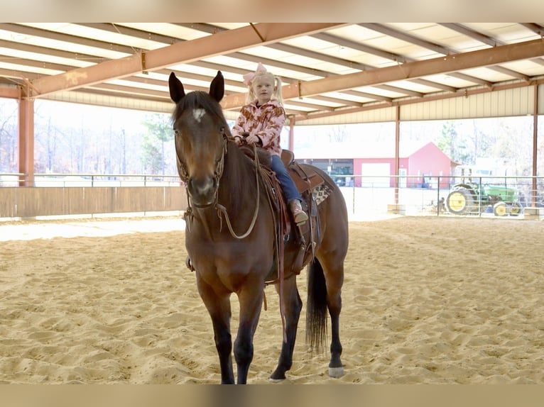 American Paint Horse Castrone 8 Anni 170 cm Baio ciliegia in Baldwyn