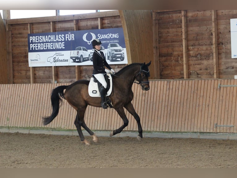 American Paint Horse Castrone 8 Anni 174 cm Baio scuro in Gössenheim