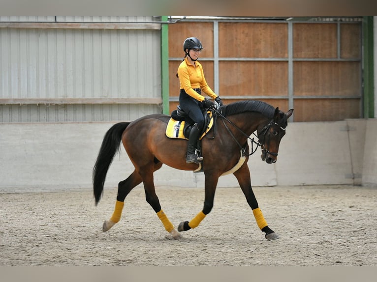 American Paint Horse Castrone 8 Anni 174 cm Baio scuro in Gössenheim