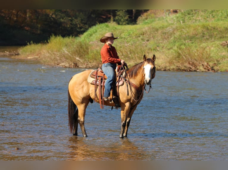 American Paint Horse Castrone 8 Anni Pelle di daino in Clarion