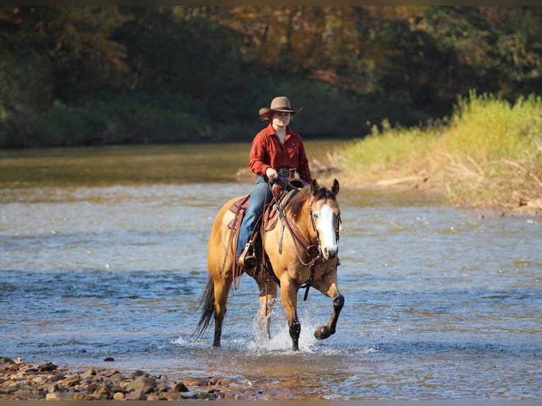 American Paint Horse Castrone 8 Anni Pelle di daino in Clarion
