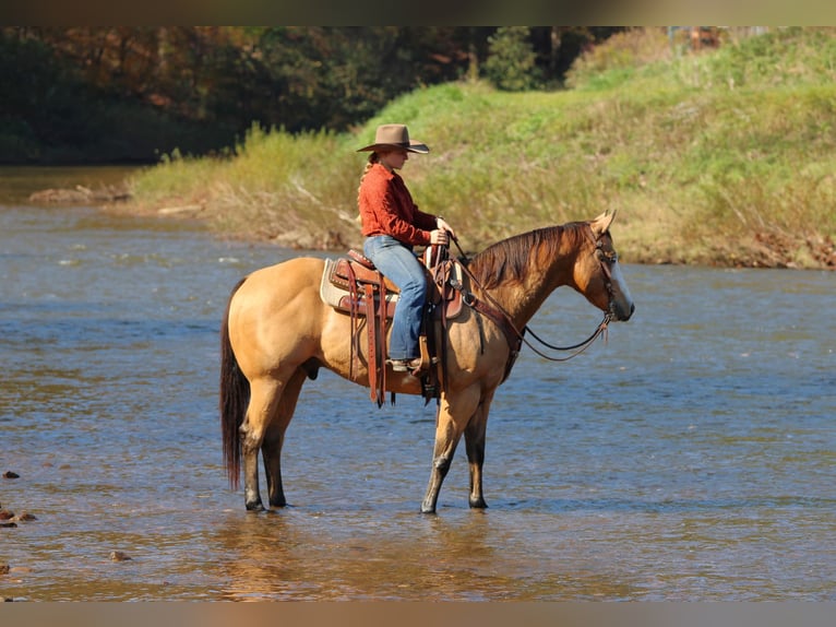 American Paint Horse Castrone 8 Anni Pelle di daino in Clarion