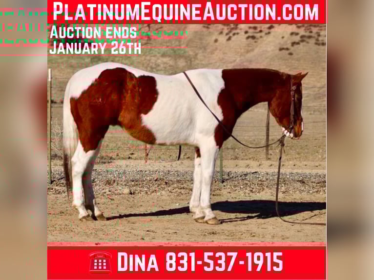 American Paint Horse Castrone 8 Anni Sauro scuro in PAICINES, CA