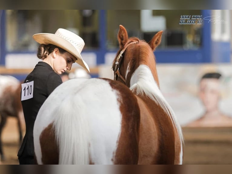 American Paint Horse Castrone 8 Anni Tobiano-tutti i colori in &#x15A;wierklaniec