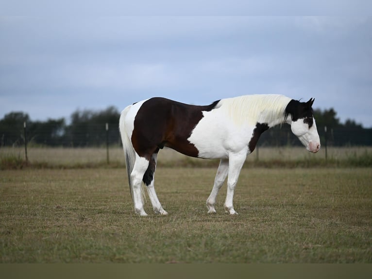 American Paint Horse Castrone 8 Anni Tobiano-tutti i colori in Mount Vernon TX