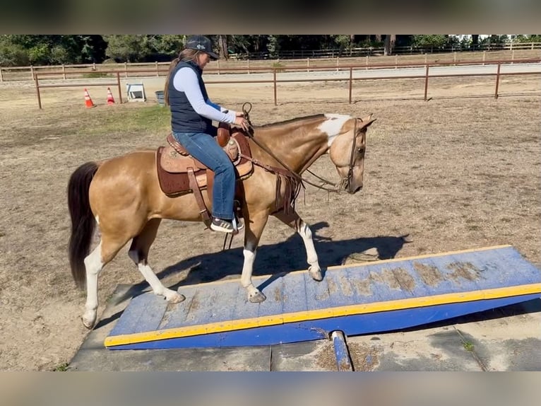 American Paint Horse Castrone 8 Anni Tobiano-tutti i colori in King City