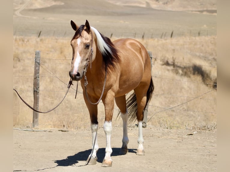 American Paint Horse Castrone 8 Anni Tobiano-tutti i colori in King City