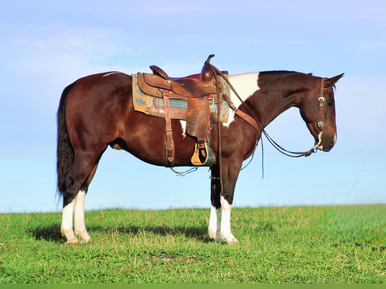 American Paint Horse Mix Castrone 9 Anni 147 cm Pezzato in Rebersburg