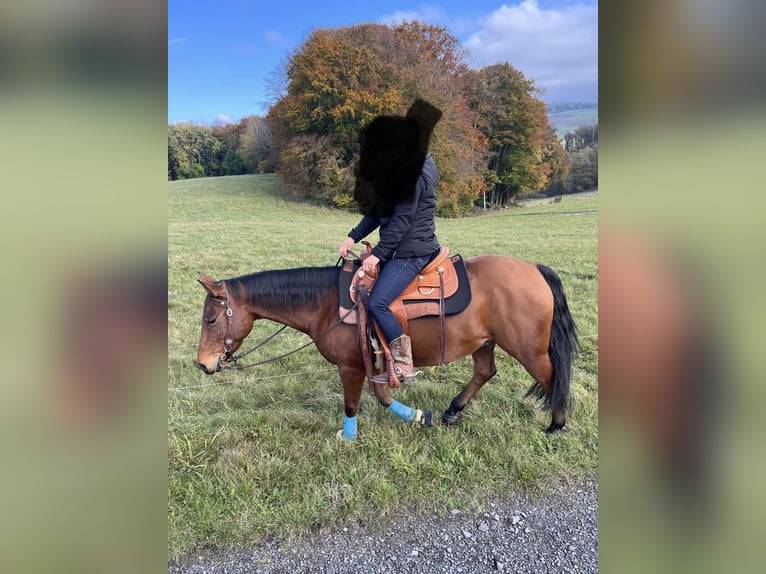 American Paint Horse Castrone 9 Anni 150 cm Baio in Hartenfels