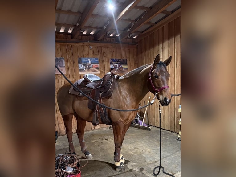 American Paint Horse Castrone 9 Anni 150 cm Baio in Hartenfels