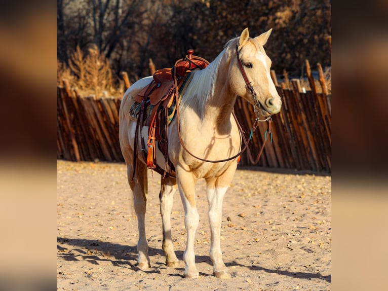 American Paint Horse Castrone 9 Anni 152 cm Palomino in Camp Verde AZ