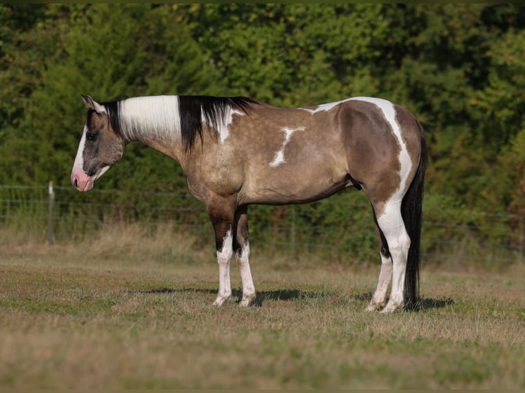American Paint Horse Castrone 9 Anni 152 cm Pezzato in Mount Vernon