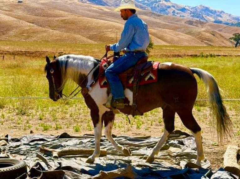 American Paint Horse Castrone 9 Anni 152 cm Tobiano-tutti i colori in Tres Pinos