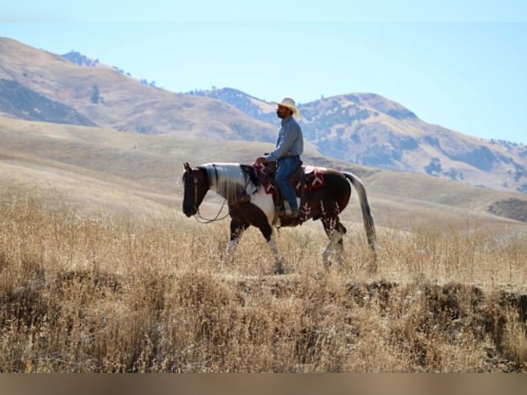 American Paint Horse Castrone 9 Anni 152 cm Tobiano-tutti i colori in Tres Pinos