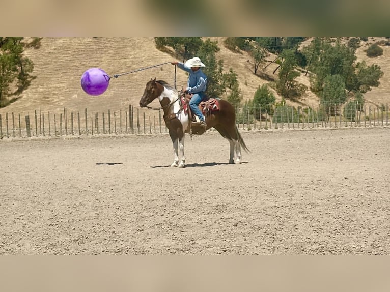 American Paint Horse Castrone 9 Anni 152 cm Tobiano-tutti i colori in Tres Pinos