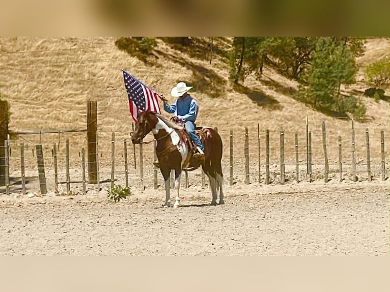 American Paint Horse Castrone 9 Anni 152 cm Tobiano-tutti i colori in Tres Pinos