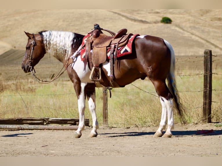 American Paint Horse Castrone 9 Anni 152 cm Tobiano-tutti i colori in Tres Pinos