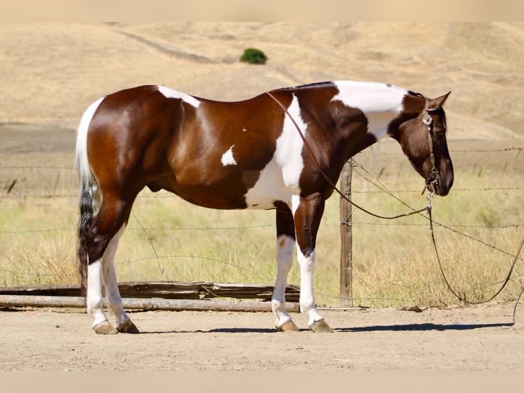 American Paint Horse Castrone 9 Anni 152 cm Tobiano-tutti i colori in Tres Pinos