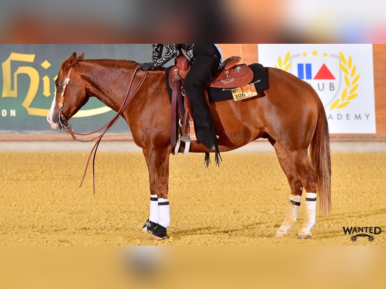 American Paint Horse Castrone 9 Anni 154 cm Sauro in Mooslargue