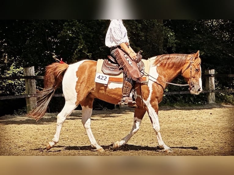 American Paint Horse Mix Castrone 9 Anni 154 cm Tobiano-tutti i colori in Wuppertal