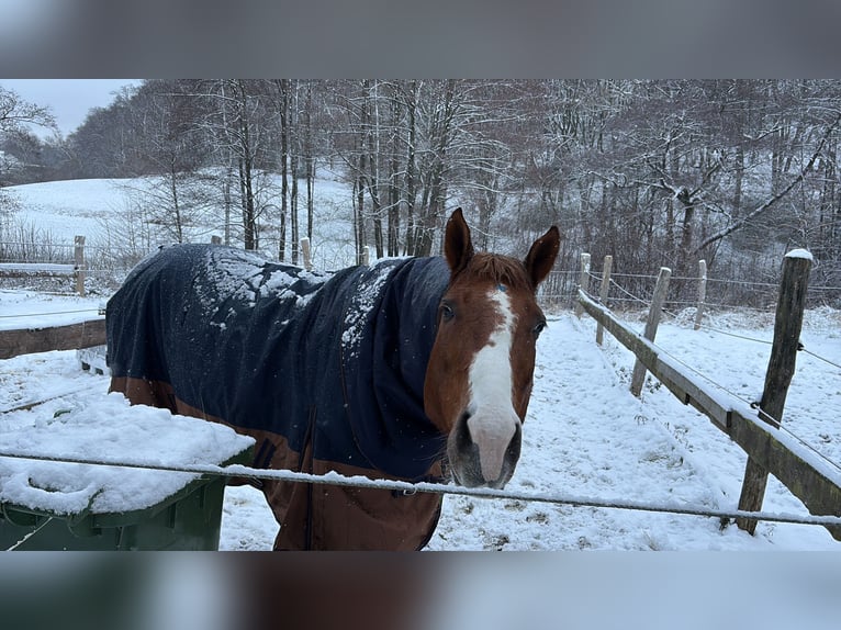 American Paint Horse Mix Castrone 9 Anni 154 cm Tobiano-tutti i colori in Wuppertal