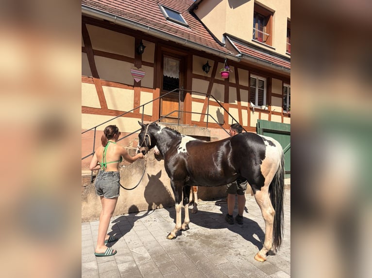 American Paint Horse Castrone 9 Anni 155 cm Morello in Bouxwiller