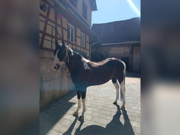 American Paint Horse Castrone 9 Anni 155 cm Morello in Bouxwiller