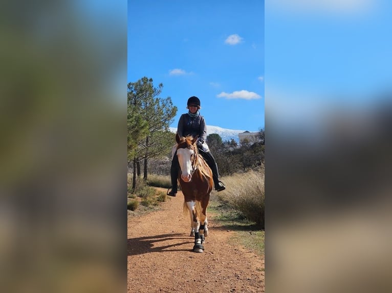 American Paint Horse Castrone 9 Anni 160 cm Pezzato in Badajoz