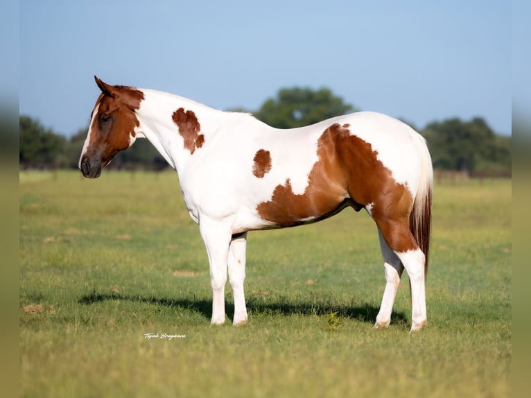 American Paint Horse Castrone 9 Anni 160 cm Sauro ciliegia in Weatherford