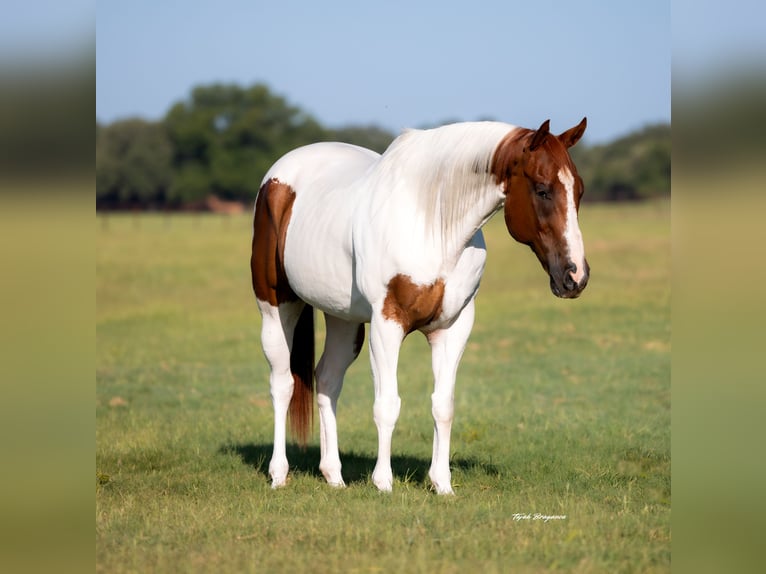 American Paint Horse Castrone 9 Anni 160 cm Sauro ciliegia in Weatherford