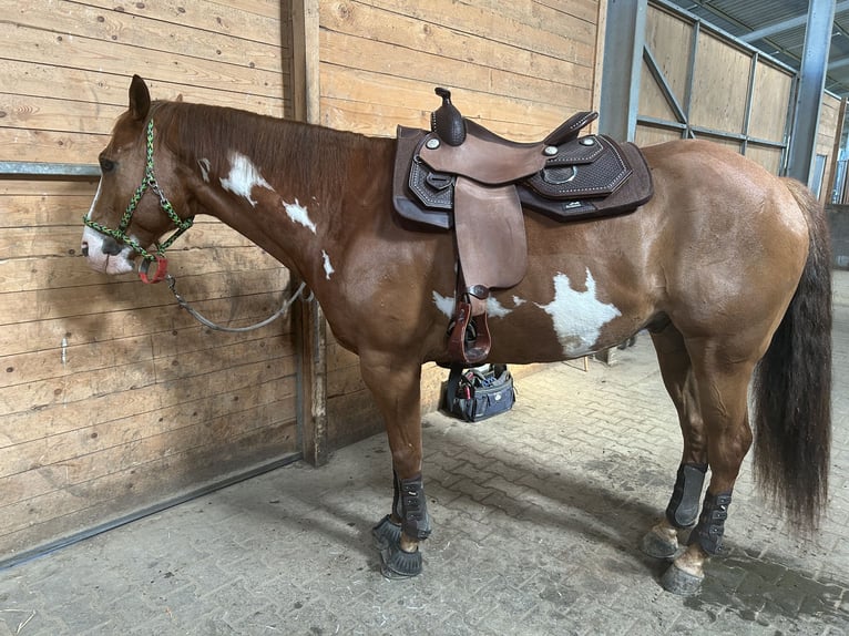 American Paint Horse Mix Castrone 9 Anni 164 cm Overo-tutti i colori in Aachen