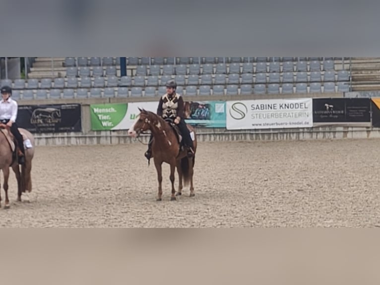 American Paint Horse Mix Castrone 9 Anni 164 cm Overo-tutti i colori in Aachen