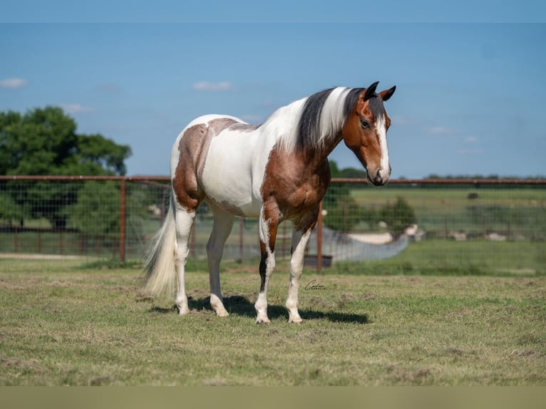 American Paint Horse Castrone 9 Anni Pezzato in Fort Worth