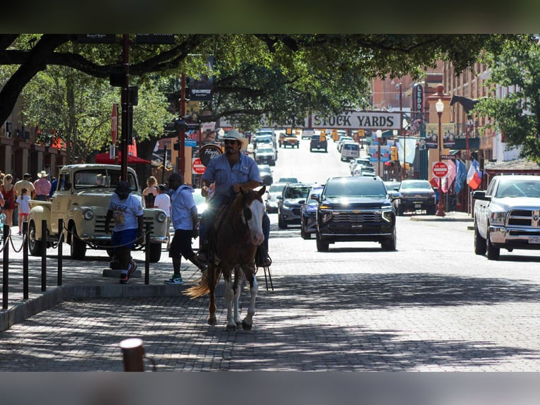 American Paint Horse Castrone 9 Anni Roano rosso in stephenville TX