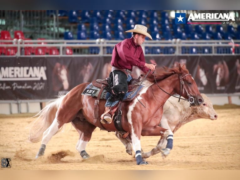 American Paint Horse Castrone 9 Anni Tobiano-tutti i colori in Świerklaniec