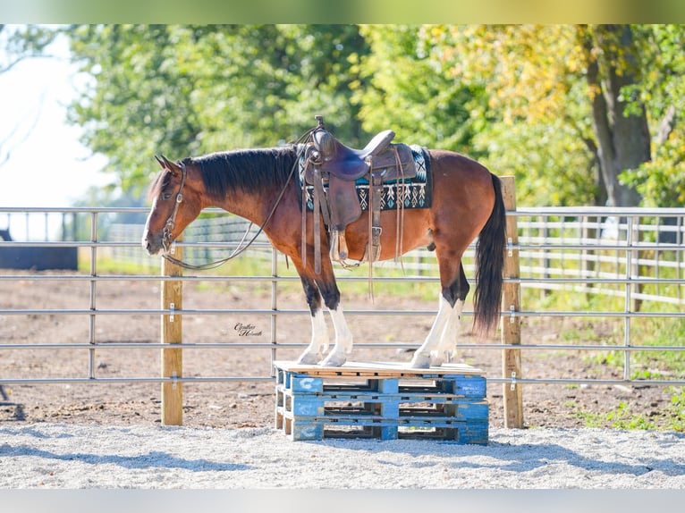 American Paint Horse Castrone 9 Anni Tobiano-tutti i colori in Independence IA