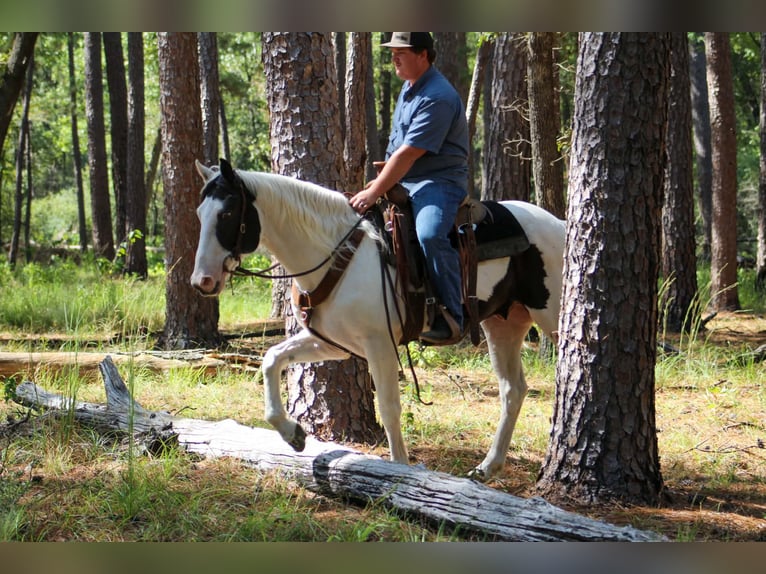 American Paint Horse Castrone 9 Anni Tovero-tutti i colori in Jasper