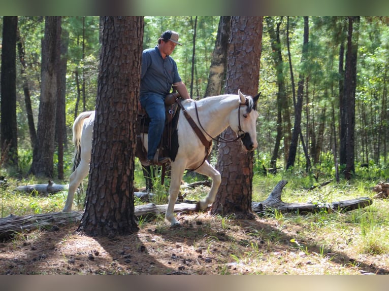 American Paint Horse Castrone 9 Anni Tovero-tutti i colori in Jasper