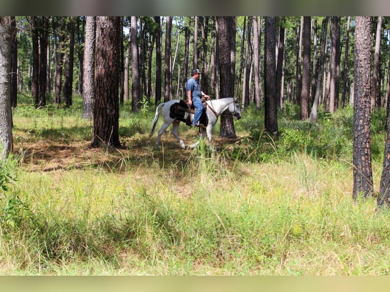 American Paint Horse Castrone 9 Anni Tovero-tutti i colori in Jasper