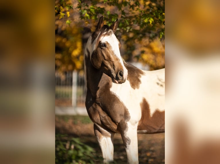 American Paint Horse Stallone Embrione 147 cm Baio chiaro in Rivoli