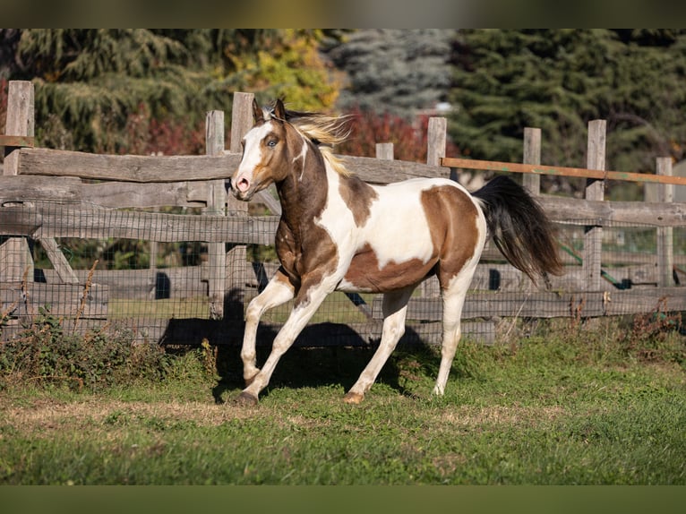 American Paint Horse Stallion Embryo 14.1 hh Brown-Light in Rivoli