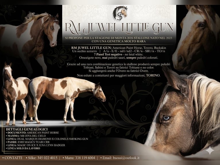 American Paint Horse Stallion Embryo 14.1 hh Brown-Light in Rivoli