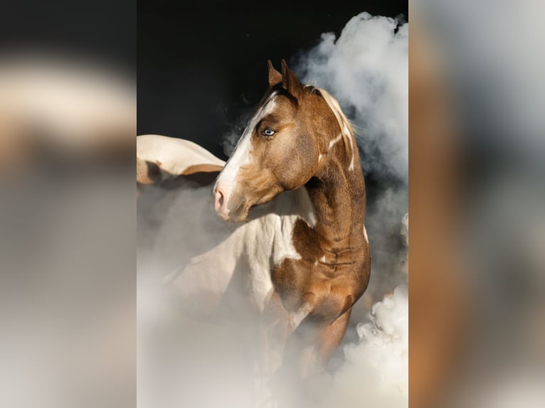 American Paint Horse Stallion Embryo 14,1 hh Brown-Light in Rivoli