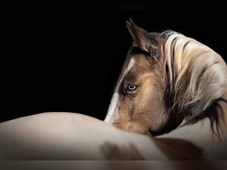 American Paint Horse Stallion Embryo 14,1 hh Brown-Light in Rivoli
