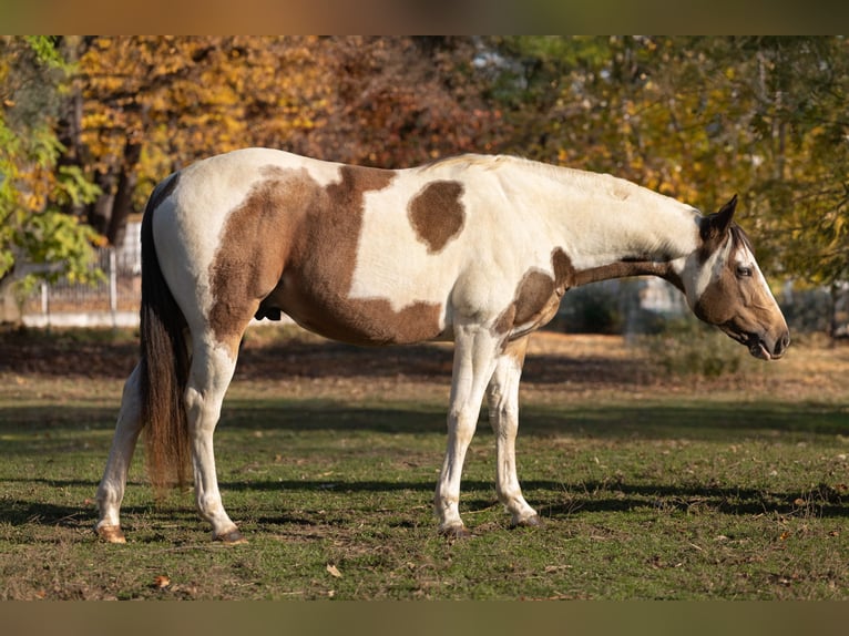American Paint Horse Stallion Embryo 14,1 hh Brown-Light in Rivoli