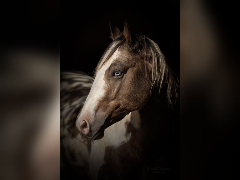 American Paint Horse Hengst Embryo 147 cm Hellbrauner in Rivoli