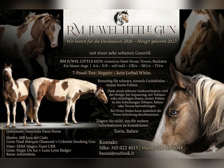 American Paint Horse Hengst Embryo 147 cm Hellbrauner in Rivoli