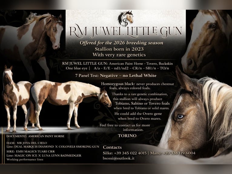 American Paint Horse Hengst Embryo 147 cm Hellbrauner in Rivoli